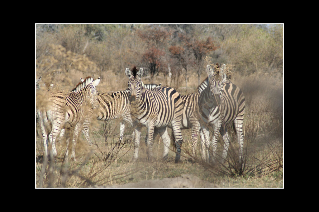 Zebras, Chobe Park, Botswana