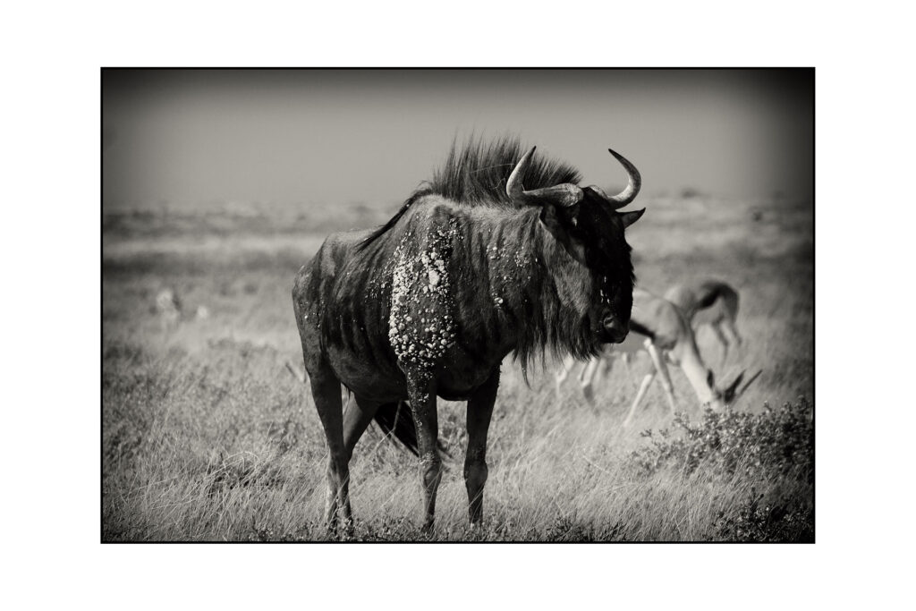 Wildebeest, Etosha National Park